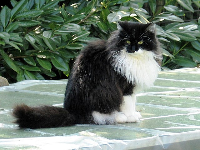 1 cat.